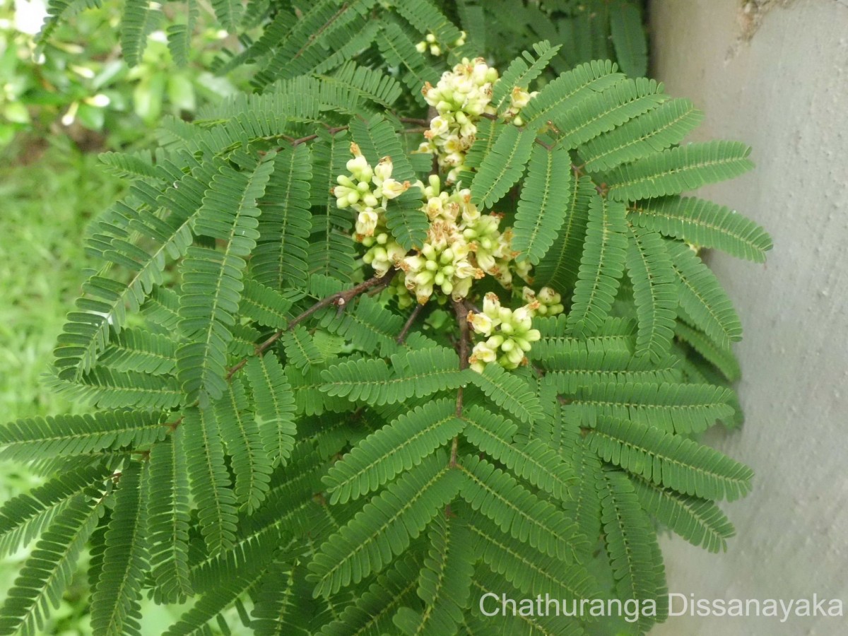 Libidibia coriaria (Jacq.) Schltdl.